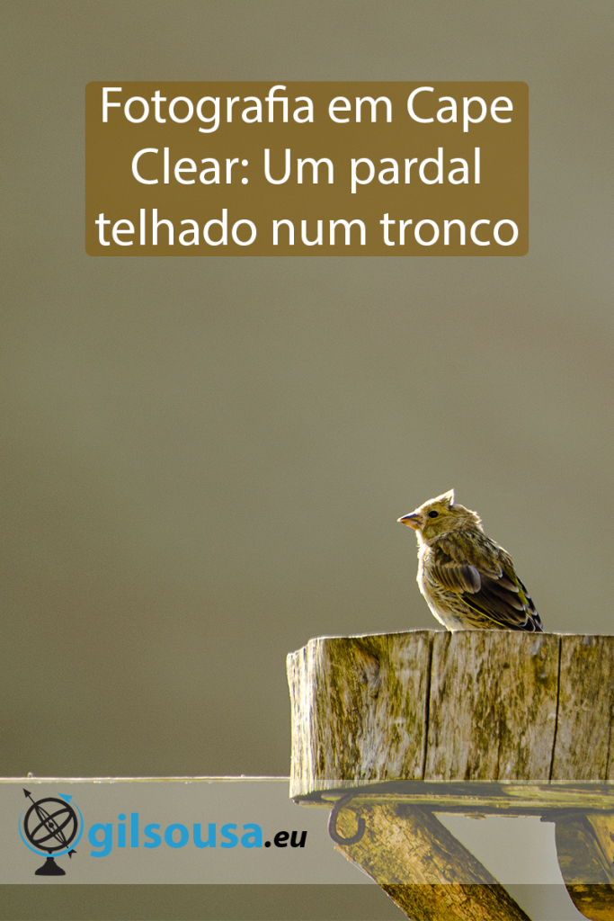 Fotografia em Cape Clear: Um pardal telhado num tronco