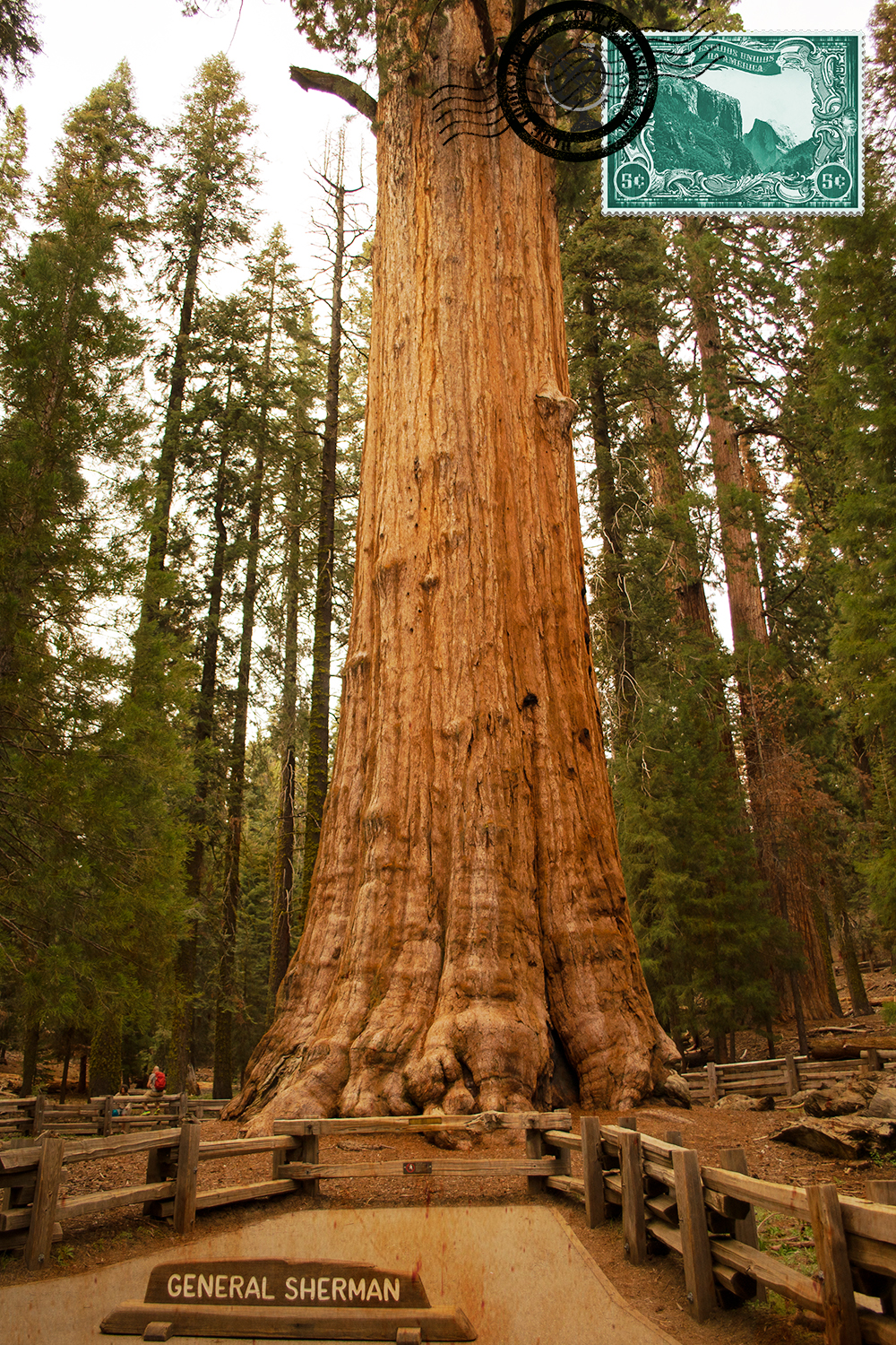 Sequoia Gigante General Sherman